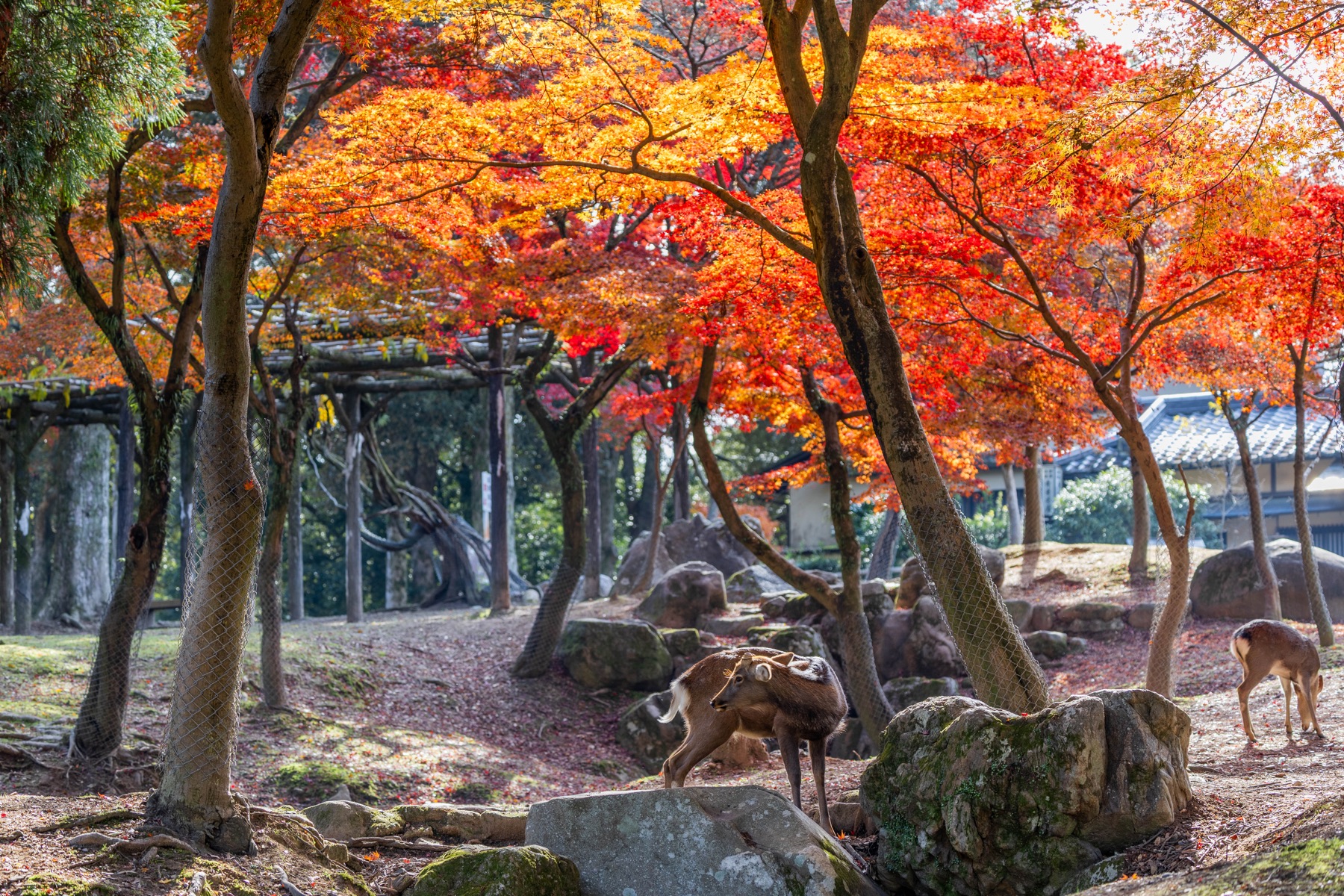 Deer beneath red and orange autumn trees in a Japanese garden.